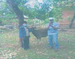 PT Naraya Lambale Selaras Membagikan Hewan Qurban 