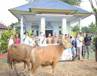 PT Antam menyerahkan  hewan kurban 