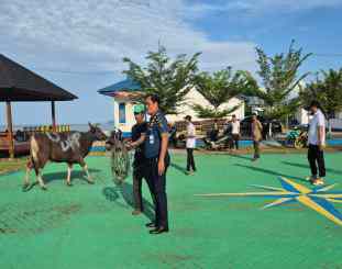 Ketgam: penyerahan Sapi Kurban 